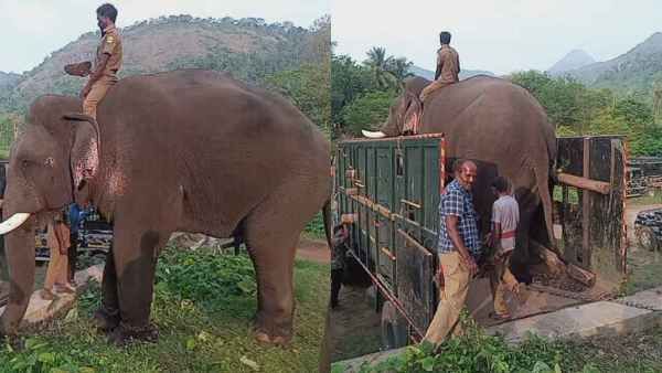 ”சின்னதம்பி” யானை ! காட்டுக்குள்ள, கூண்டுக்குள்ள பார்த்திருக்கீங்க! கும்கியா பார்த்திருக்கீங்களா?