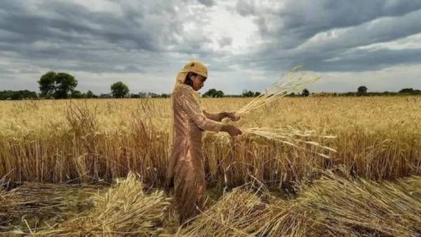 கோதுமை ஏற்றுமதி தடைக்கு ஜி7 நாடுகள் கடும் எதிர்ப்பு..இந்தியாவுக்கு புதுச்சிக்கல்