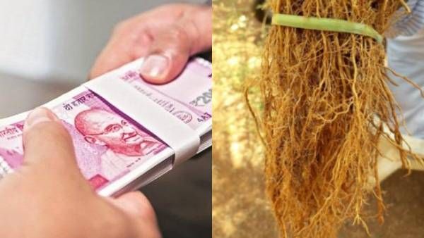 பணம் சரளமாக புழங்கணுமா.. இந்த ஒரு பொருளை பாக்கெட்டில் வைங்க.. பஞ்சமே இருக்காது!