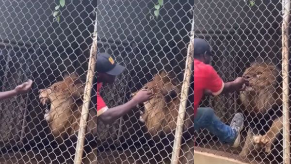 வேடிக்கை காட்டியபோது விபரீதம்.. பாதுகாவலரின் விரலைக் கடித்து துண்டாக்கிய சிங்கம்!