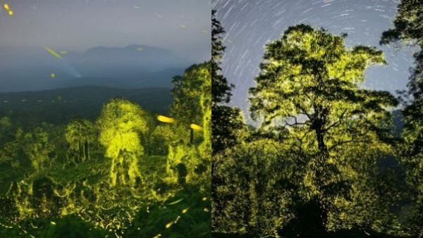 “ஆத்தாடி.. என்ன இது?” - ஒரே நேரத்தில் கோடிக்கணக்கான பூச்சிகள் - ஆனைமலை காட்டில் ஓர் அதிசய நிகழ்வு!