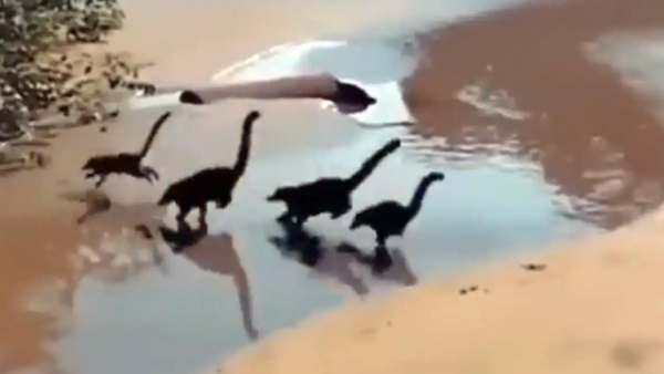 ஆற்றங்கரையில் துள்ளி ஓடும் குட்டி குட்டி டைனோசர்கள்.. இணையத்தை அதிர வைத்த வீடியோ!