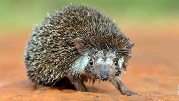 உடம்பு பூரா முள்ளு.. கோடை காலத்தில் மட்டுமே தூங்கும்.. மருத்துவ குணத்திற்காக கொல்லப்படும் முள் எலி!
