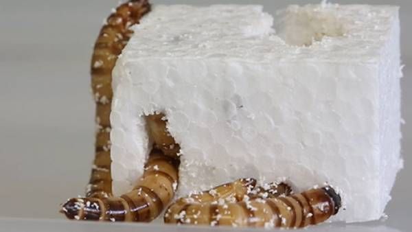 பிளாஸ்டிக் பிரச்னைக்கு கிடைத்தது தீர்வு! நொறுக்கி தள்ளும் சூப்பர்வார்ம்கள்.. அசத்தல் கண்டுபிடிப்பு