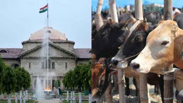 உபியில் பசுவதையில் கைதான நபருக்கு ஜாமின்! ஆனால் ஒரு கண்டிஷன்! நீதிபதியின் ‛அடடே’ உத்தரவு