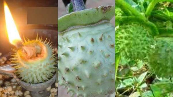 கஷ்டங்களில் சிக்கியவர்களுக்கு கை கொடுக்கும் தீபம்.. இதை ஏற்றினால் வறுமை நீங்கும்