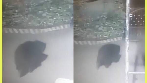 ஹய்யா.. ஹாயாக வர்றதை பார்த்தீங்களா.. விடிகாலையில் தெறித்து ஓடிய கூட்டம்.. வெலவெலத்த ஊட்டி