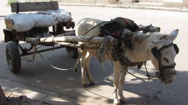 சார்! நான் கழுதை வண்டியில வாரேன்! பெட்ரோல் விலை உயர்வால் அனுமதிகோரும் பாகிஸ்தான் விமான ஊழியர்