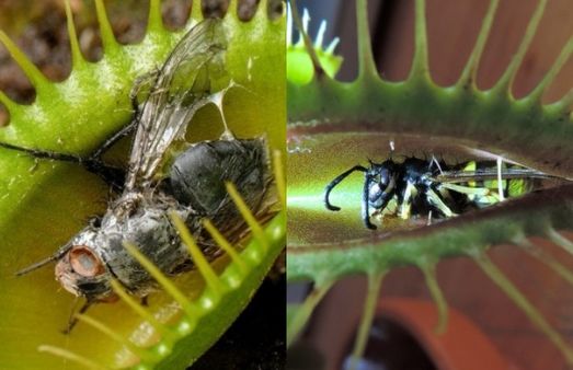 தாவரம் ”அசைவம்” சாப்பிடுமா? இந்தியாவில் கண்டுபிடிப்பு.. பூச்சிகளை ரொம்ப பிடிக்குமாம் -சுவாரஸ்ய ஆய்வு