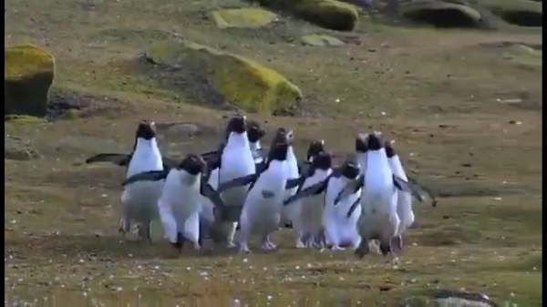 ச்சோ க்யூட்.. இந்த வீடியோவைப் பார்க்க ரெண்டு கண்கள் பத்தாது.. அவ்ளோ அழகு!