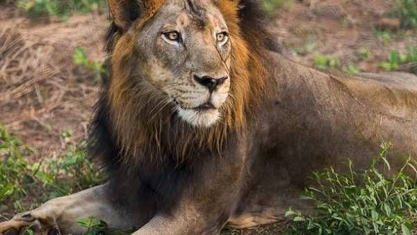 வண்டலூர் பூங்காவில் ஆண் சிங்கம் உயிரிழப்பு.. 6 மாதங்களில் 5க்கும் மேல் பலி.. என்ன காரணம்?