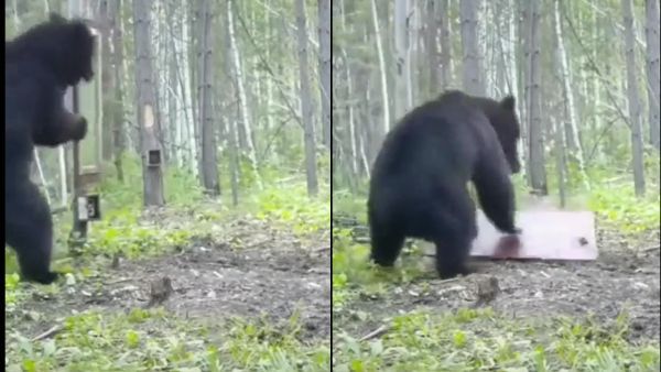 கருப்பா.. புஸுபுஸுனு.. நானா இப்டி பயங்கரமா இருக்கேன்.. கண்ணாடியை பார்த்து பயந்த கரடி!