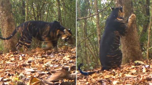 உறைந்து போன நெட்டிசன்கள்.. இதென்ன கருப்பா? பார்க்கவே பயங்கரமா இருக்கே.. இணையத்தில் பரவும் வீடியோ