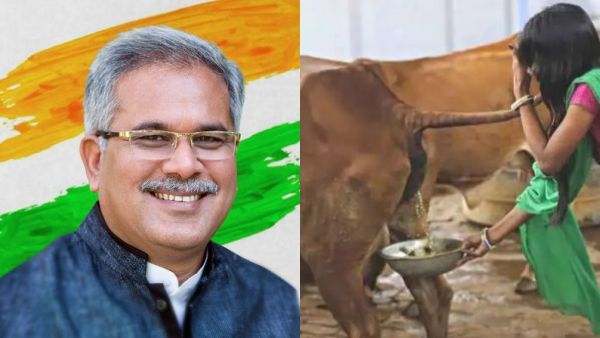 சத்தீஸ்கர் காங். அரசு அதிரடி... மாட்டு கோமியத்தை 1 லிட்டர் ரூ4 கொடுத்து விவசாயிகளிடம் வாங்குகிறது!