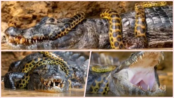 முதலையை சுற்றிவளைத்த அனகொண்டா.. திக் திக் மோதல்.. கடைசியில் நடந்த ட்விஸ்ட் - பரபர காட்சிகள்