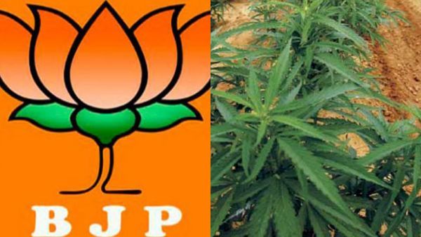 “கஞ்சா டிரை பண்ணுங்க.. மதுவை விடுங்க” - சத்தீஸ்கர் பாஜக எம்எல்ஏ அட்வைஸ் - அவர் சொல்ற காரணம் இருக்கே!