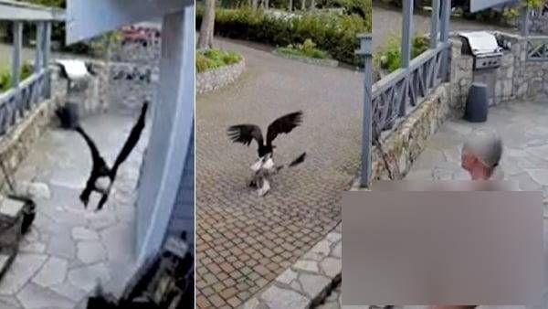 மேலாடை கூட இல்லாமல்.. வாத்தை காப்பாற்ற கழுகுடன் சண்டை போட்ட இளம் தாய்! கையில் 4 மாத குழந்தை வேறு