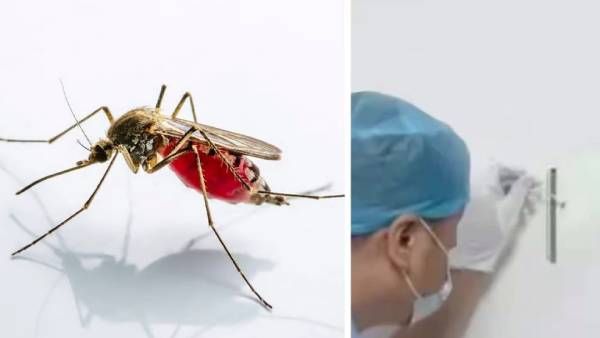 சீன போலீசின் சிறந்த புலனாய்வு.. வீட்டில் இறந்த கொசுவின் டிஎன்ஏ மூலம் திருடன் அதிரடி கைது! எப்படி?