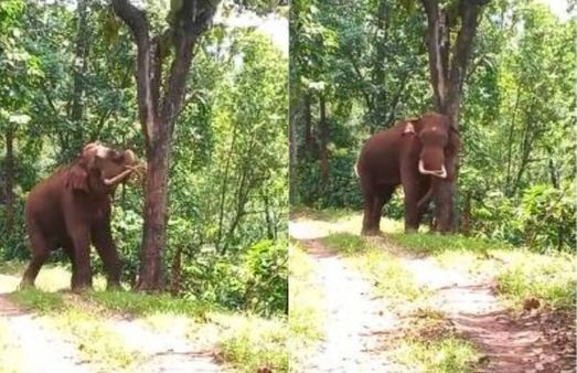 செம டேஸ்ட்.. பலா மரத்தில் 2 கால்களை வைத்து.. அப்படியே கெத்தாக பழத்தை பறித்த யானை! வியந்த கோத்தகிரி