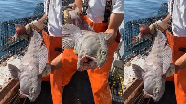 இது என்ன இப்படி இருக்கே? மீனா இது? மீனவர் பிடித்த விசித்திர மீன்.. குழம்பி போன நெட்டிசன்கள்!