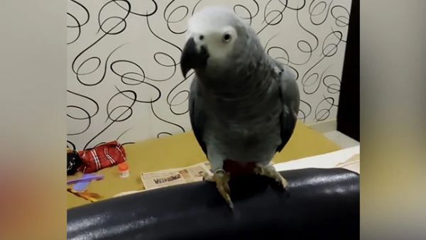 பறந்து போன செல்ல கிளி. . கண்டுபிடித்து கொடுத்தவருக்கு கிடைத்த அதிர்ஷ்டம்.. இவ்வளவு ஆயிரமா?