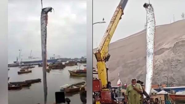 யப்பா.. இவ்வளவு பெரிய மீனா! ஏழை மீனவர்களிடம் அகப்பட்ட 