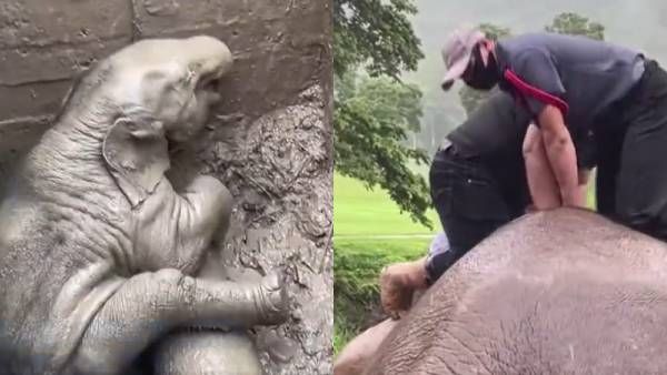 குழியில் விழுந்த குட்டி யானை.. படபடத்த தாய்.. 