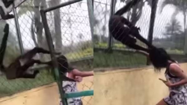 சிலந்தி குரங்குகிடம் சேட்டை.. சிறுமி பட்டபாடு.. களேபரமான மெக்சிகோ சரணாலயம்!