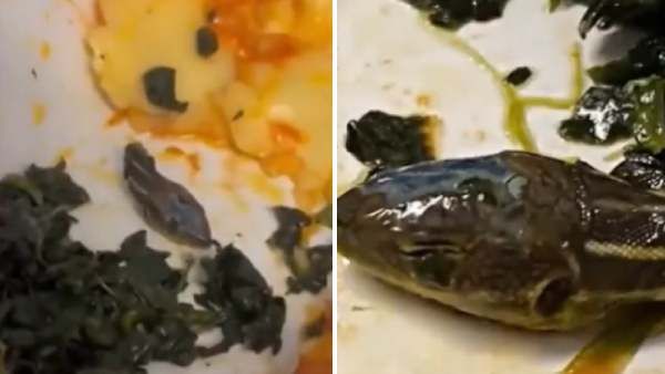 பறக்கும் விமானத்தில் நடந்த உவ்வே சம்பவம்! சாப்பாட்டு தட்டில் கிடந்த ‘பாம்பு தலை’.! மிரண்டு போன பயணி!