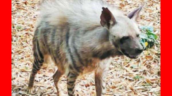 அசைவே இல்லை.. சுத்த மோசம்.. நடக்கக்கூட முடியாமல் சுருண்டு விழுந்த 