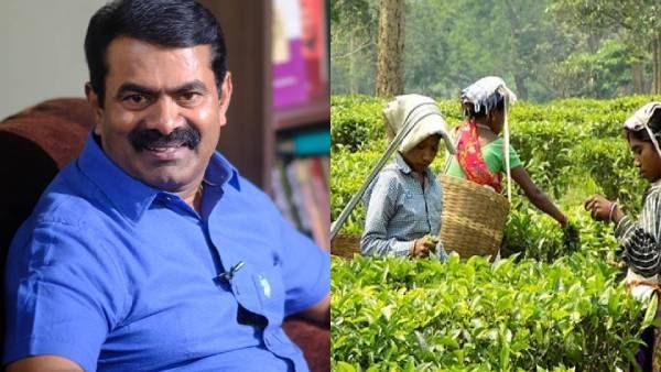 TANTEA தேயிலை தோட்டங்களை வனத்துறை வசம் ஒப்படைப்பதா? தமிழக அரசுக்கு சீமான் கடும் எதிர்ப்பு