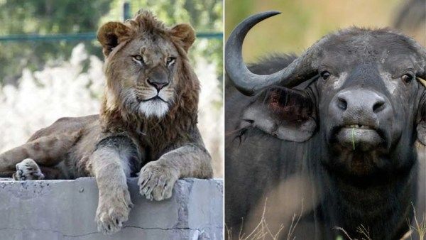 காட்டோட ராஜாவுக்கு இப்டி ஒரு நிலைமையா.. எருமையைவிட சிங்கத்தோட விலை குறைவா இருக்கே!