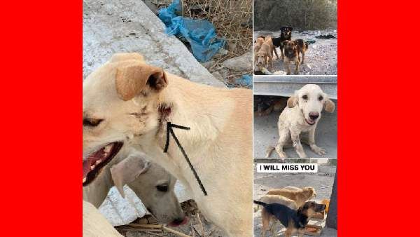 29 நாய்களை சரமாரி சுட்டுக் கொன்ற கும்பல்.. கண்ணில் பட்டவர்களை எல்லாம்.. கத்தாரில் பயங்கரம்