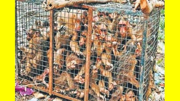 நடுநடுங்கிய செங்கல்பட்டு.. ஒரே கூண்டில் சிக்கிய 70 குரங்குகளுக்கு சித்ரவதையா.. என்னாச்சு?