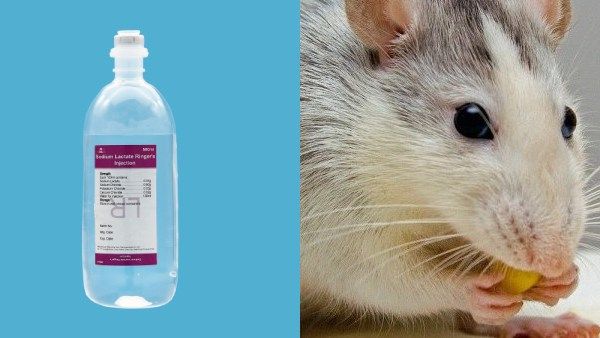 'அரசு ஆஸ்பத்திரியில் நோயாளிக்கு ஏற்றப்படும் குளுக்கோசை ருசிபார்க்கும் எலி'. . சத்தீஸ்காரில் அவலம்!