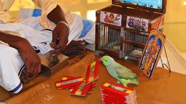 மாமல்லபுரத்தில் கிளி ஜோதிடம் பார்த்த 7 பேரை விரட்டி பிடித்த வனத்துறை அதிகாரிகள்.. அபராதம் விதிப்பு