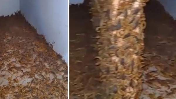 வெளிநாடு போய்ட்டு வந்து பையை திறந்து பார்த்தா? அதிர்ச்சியில் உறைந்த ஆஸ்திரிய பெண்.. பரபர சம்பவம்