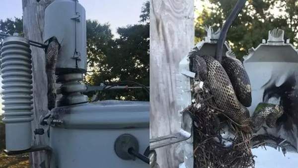 10000 வீடுகளில் திடீர் பவர் கட்! குழம்பிய அதிகாரிகள்! விசாரித்து பார்த்தா.. வேலையை காட்டிய 