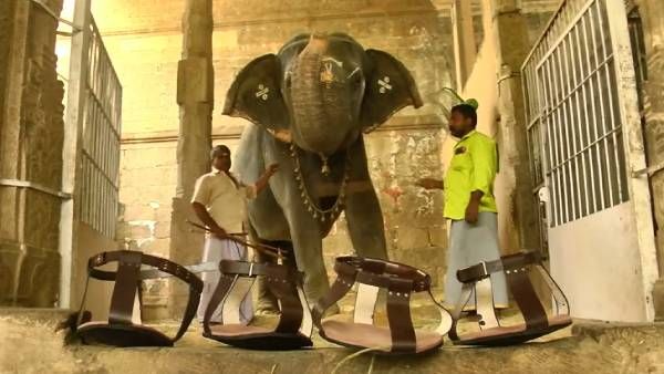 நெல்லையப்பர் கோவில் யானை காந்திமதியின் காலுக்கு செருப்பு.. குழந்தையாக பாவிக்கும் பக்தர்கள்