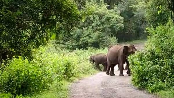 இது எங்க ஏரியா உள்ளே வராதே...பொள்ளாச்சி டூ நவமலை அரசு பேருந்தை மறித்த யானைக்கூட்டம்- பயணிகள் அலறல்!