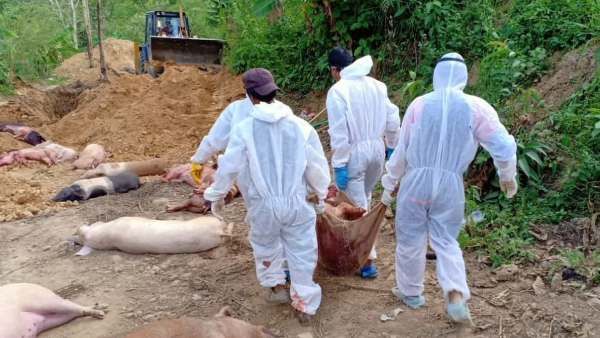 திடீரென கேரளாவிலும் பரவும் ஆப்ரிக்க பன்றி காய்ச்சல்.. உத்தரப் பிரதேசத்திலும் பாதிப்பு.. ஆபத்தானதா?