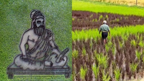 துளியும் கெமிக்கல் இல்லை.. இயற்கை விவசாயம் மூலமே.. திருவள்ளூவர் படத்தை வயலில் வரைந்த விவசாயி!