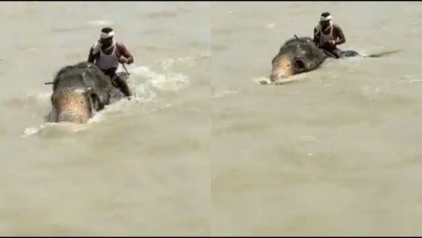 3 கிமீ தூரம்.. கங்கையின் பெருவெள்ளத்தில் மிதந்து.. பாகனை காத்த கம்பீர யானை.. சிலிர்க்க வைத்த வீடியோ!
