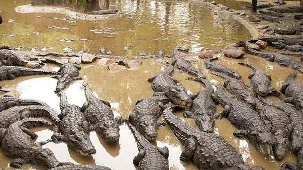 மாமல்லபுரத்திலிருந்து குஜராத் செல்லும் 1000 முதலைகள்.. நீதிமன்றம் போட்ட பரபர உத்தரவு.. பின்னணி