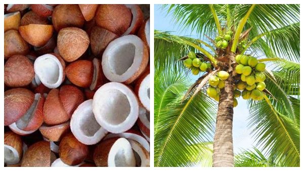 தென்னை விவசாயிகள் கவனத்திற்கு! கொப்பரைத் தேங்காய் கொள்முதல் செப்.30 வரை நீட்டிப்பு!