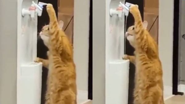 என்னென்ன பண்ணுது பாருங்க.. நெட்டிசன்களை வியக்க வைத்த 'புத்திசாலி பூனை'.. தீயாய் பரவும் வீடியோ!