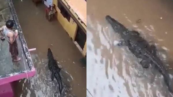 மத்திய பிரதேசத்தில் கனமழை.. தெருக்களில் வெள்ளம் மட்டுமல்ல.. முதலையும் புகுந்ததால் பதறிய மக்கள்!