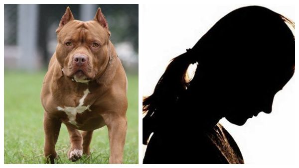 சாலையோரம் நடந்து சென்ற பெண்ணை கடித்து குதறிய ''பிட்புல் நாய்''.. ஆஸ்பத்திரியில் அட்மிட்.. என்னாச்சு!