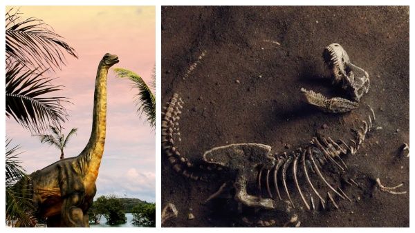 அடேங்கப்பா 82 அடி நீள டைனோசரா?.. போர்ச்சுகலில் கிடைத்த புதை படிமங்களால் ஆய்வாளர்கள் வியப்பு!