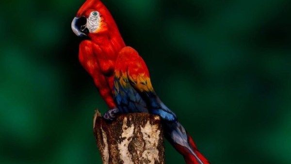 கிளிக்குள் மறைந்திருக்கும் பெண்.. உங்க கண்களுக்கு தெரியுதா?.. தெரிஞ்சா புத்திசாலி தாங்க!